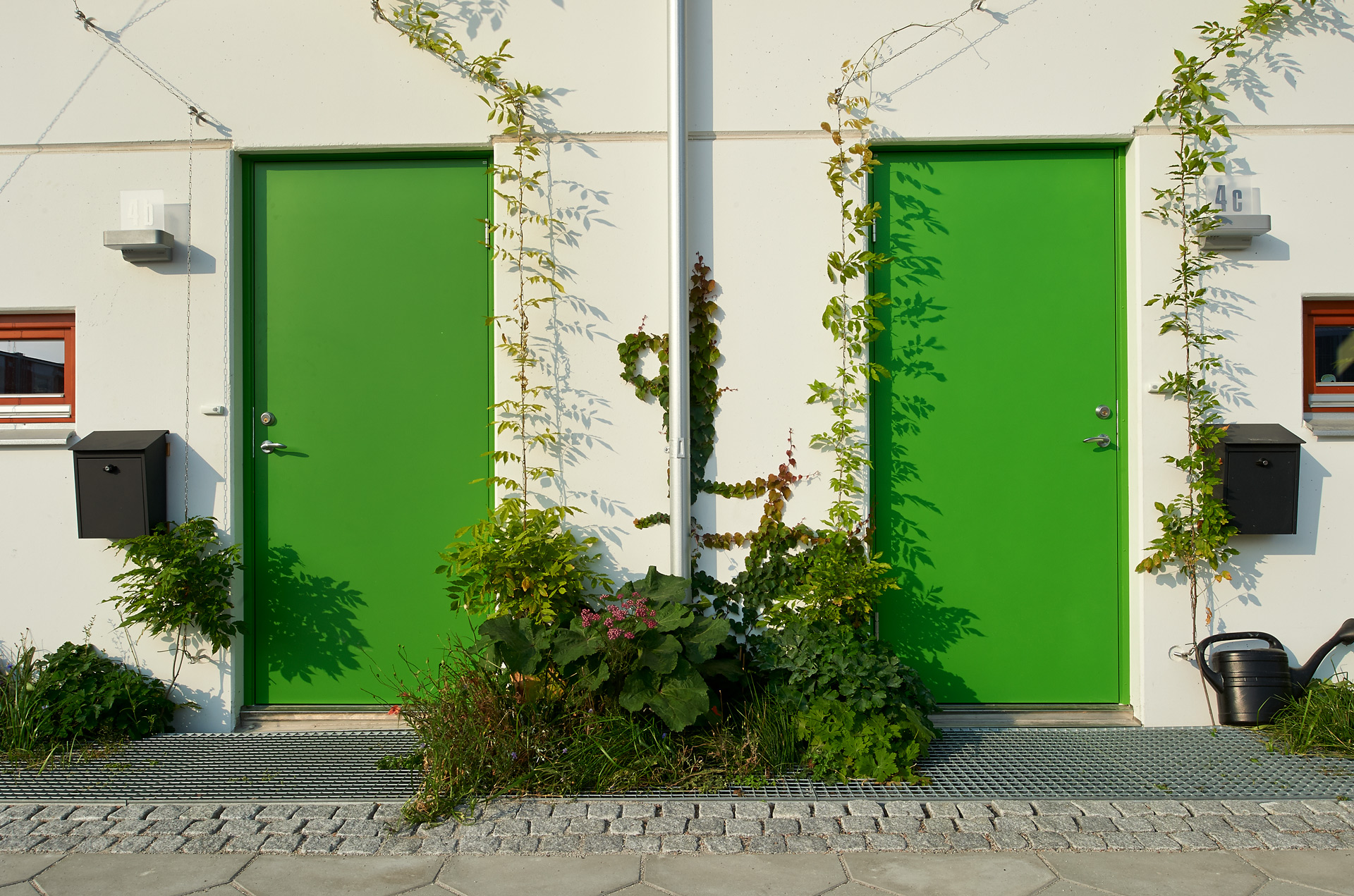 Entréer mot gatan med gröna dörrar och klätterväxter